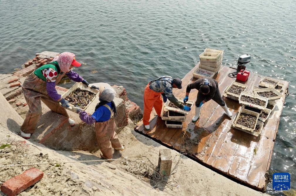 河北昌黎:海参收获忙 河北昌黎:海参收获忙