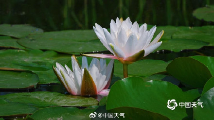 圆明园的小巧睡莲好可爱