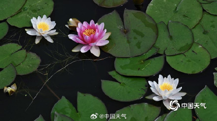 圆明园的小巧睡莲好可爱