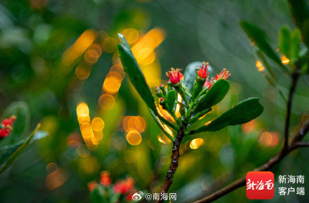 红似火！东寨港珍稀濒危植物红榄李花开正盛