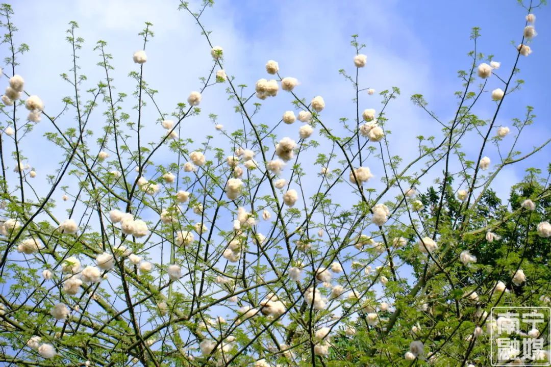 南宁“夏日飞雪”?医生提醒→ 南宁“夏日飞雪”?医生提醒→