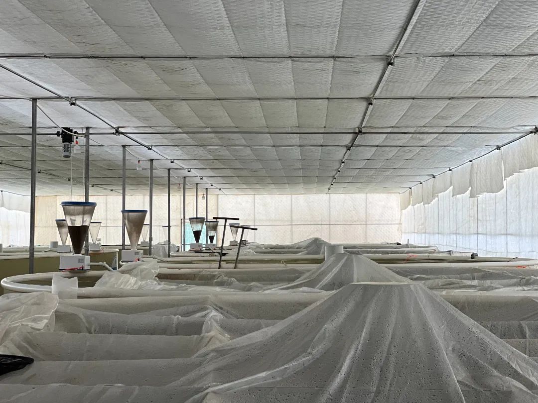 云南产南美白对虾5月底将上市一批 昆明也有