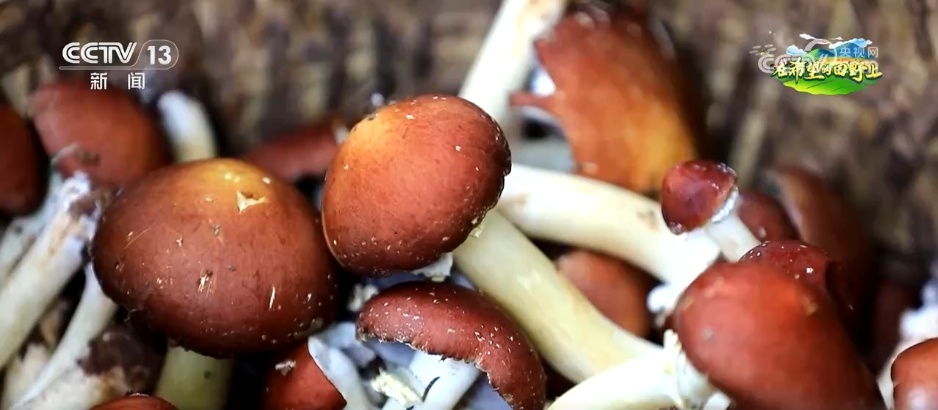 “致富林”“黄金果”“生力菌” ……特色产业赋能乡村振兴 鼓足村民“钱袋子”