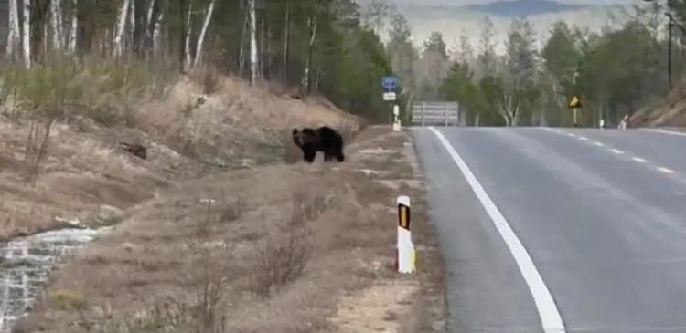 男子大兴安岭自驾偶遇熊出没,官方:它刚结束冬眠出来觅食 男子大兴安岭自驾偶遇熊出没,官方:它刚结束冬眠出来觅食