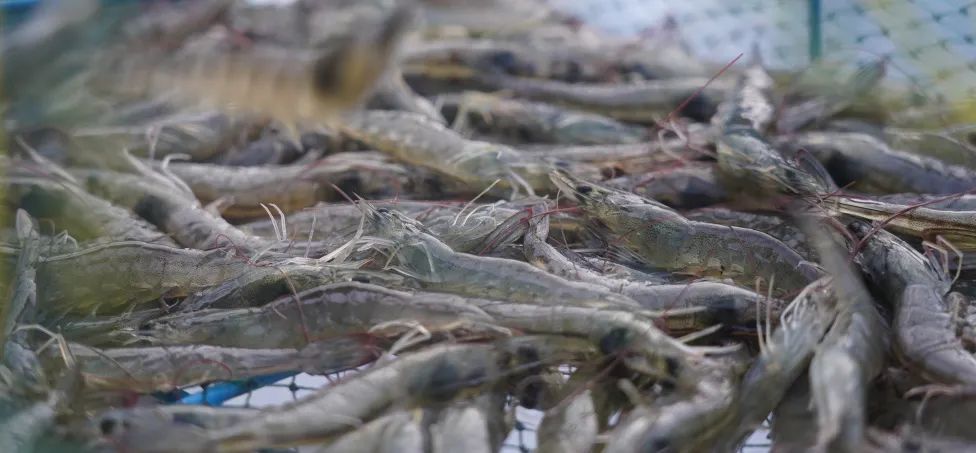 云南产南美白对虾5月底将上市一批 昆明也有