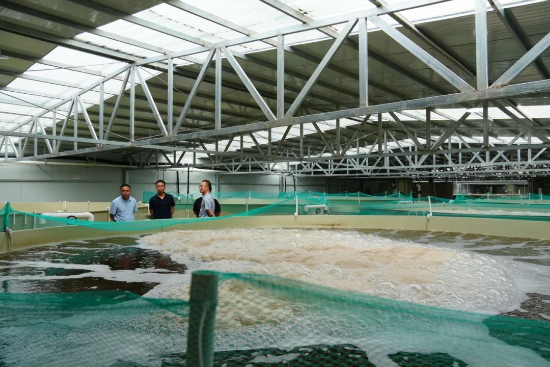 云南产南美白对虾5月底将上市一批 昆明也有