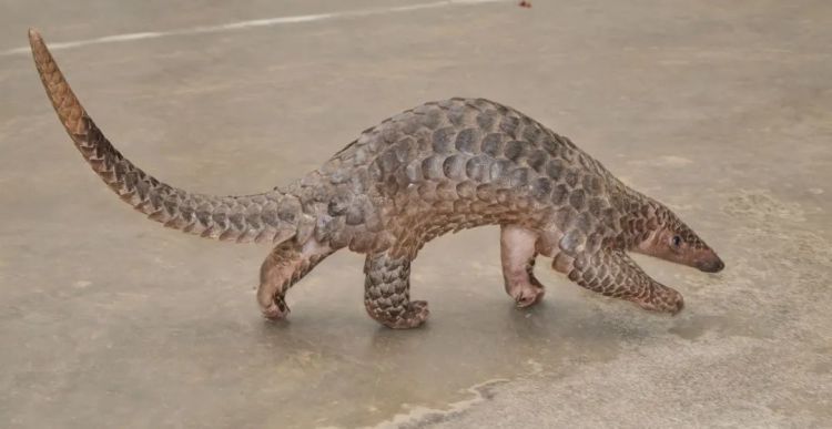 极危物种误入西双版纳居民区,当地:近20年未见过野生的 极危物种误入西双版纳居民区,当地:近20年未见过野生的