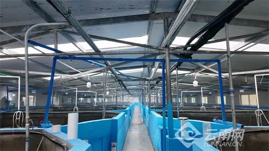 云南产南美白对虾5月底将上市一批 昆明也有