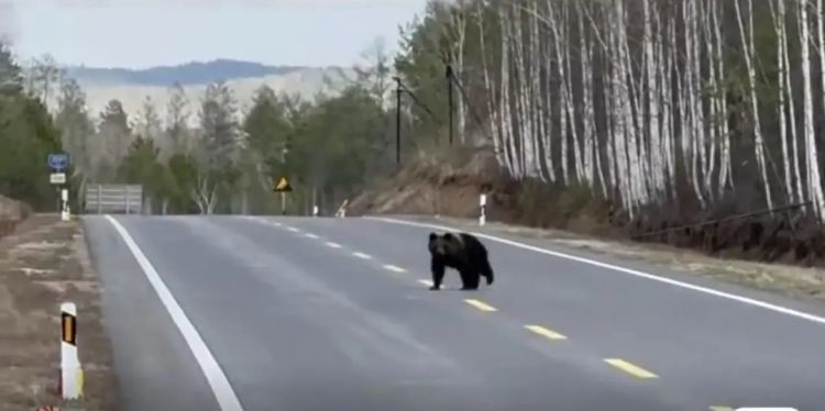 男子大兴安岭自驾偶遇熊出没,官方:它刚结束冬眠出来觅食 男子大兴安岭自驾偶遇熊出没,官方:它刚结束冬眠出来觅食