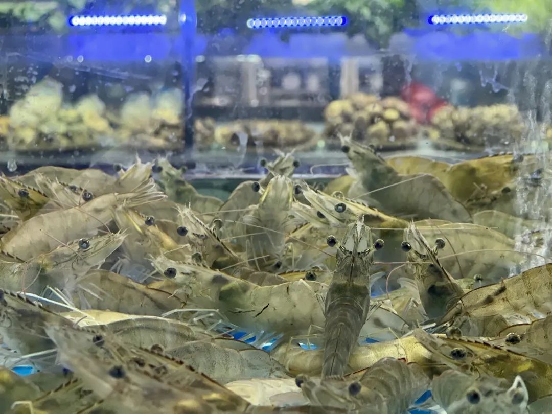 云南产南美白对虾5月底将上市一批 昆明也有