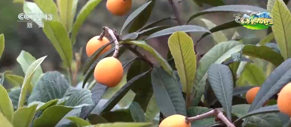 “致富林”“黄金果”“生力菌” ……特色产业赋能乡村振兴 鼓足村民“钱袋子”
