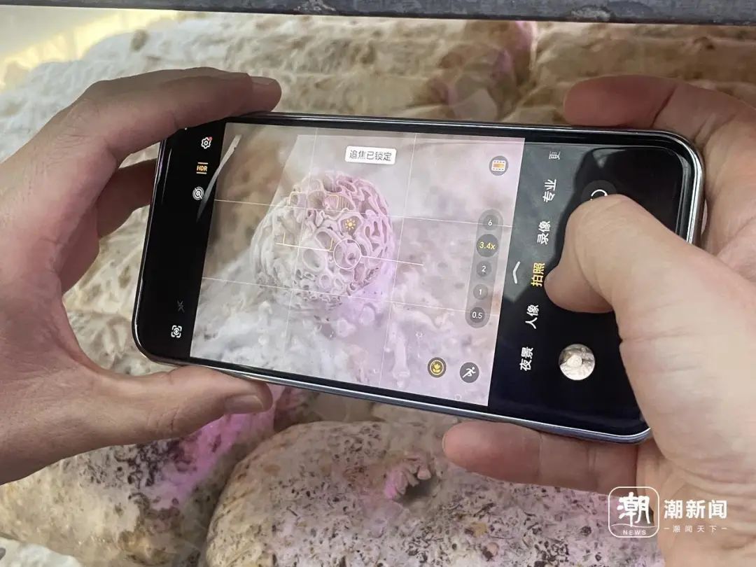 收编“果菌王”后，他们还在全网追“菌”！