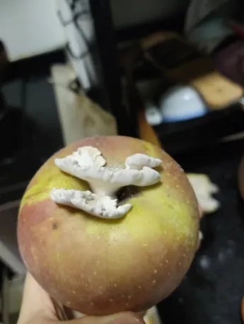 收编“果菌王”后，他们还在全网追“菌”！