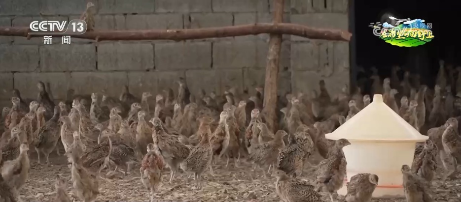 “致富林”“黄金果”“生力菌” ……特色产业赋能乡村振兴 鼓足村民“钱袋子”