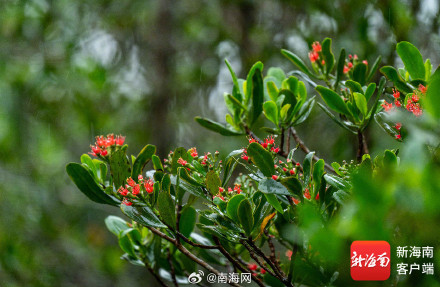 红似火！东寨港珍稀濒危植物红榄李花开正盛