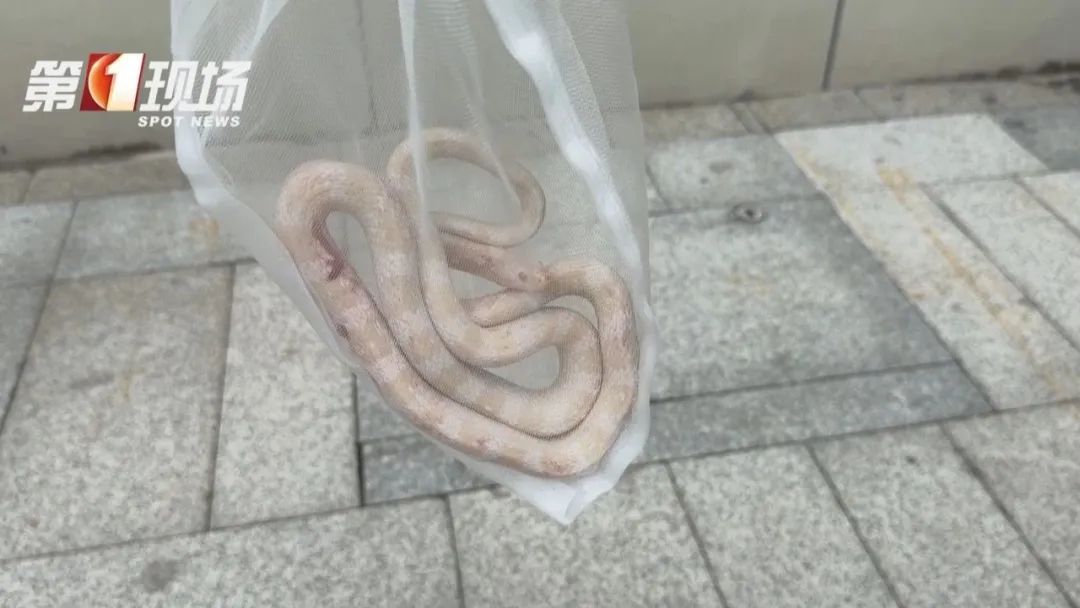 头皮发麻！深圳一居民家惊现白蛇