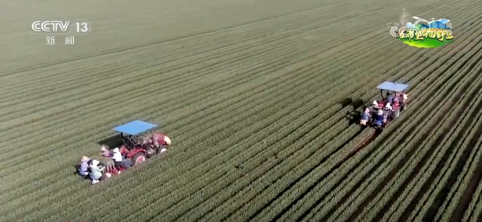 “良种+良机+良法”助力增产增收 希望的田野上绘就如画“丰”景