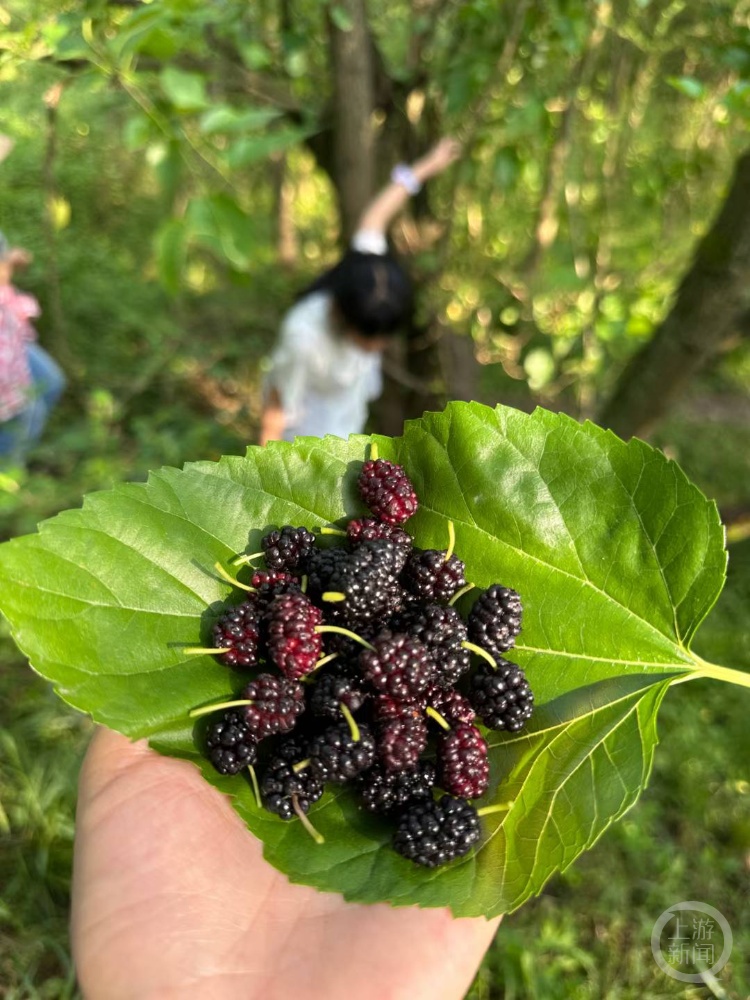 野外的桑葚吃不得？重庆一男子腹泻、高烧，被送抢救室......