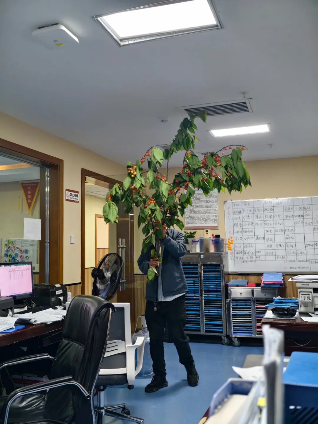 啊？怎么扛着“一棵树”就“冲”进医生办公室？