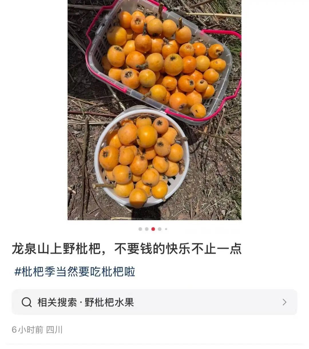 都市人迷上“打野”!游客上龙泉山私摘枇杷令农户困扰 都市人迷上“打野”!游客上龙泉山私摘枇杷令农户困扰