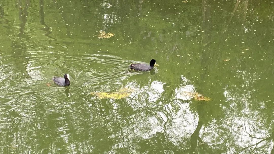 瞧这“两口子” 相伴你我 !体育公园里“白骨顶鸡一家”又飞回来了 瞧这“两口子” 相伴你我 !体育公园里“白骨顶鸡一家”又飞回来了