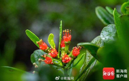 红似火！东寨港珍稀濒危植物红榄李花开正盛