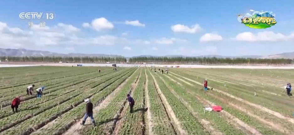 “良种+良机+良法”助力增产增收 希望的田野上绘就如画“丰”景