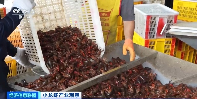 小龙虾价格暴降近50% 小龙虾价格暴降近50%
