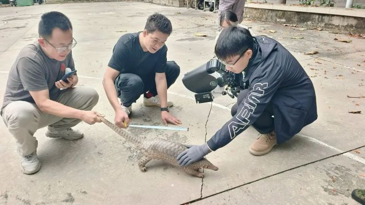 极危物种误入西双版纳居民区,当地:近20年未见过野生的 极危物种误入西双版纳居民区,当地:近20年未见过野生的