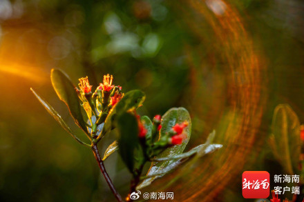红似火！东寨港珍稀濒危植物红榄李花开正盛