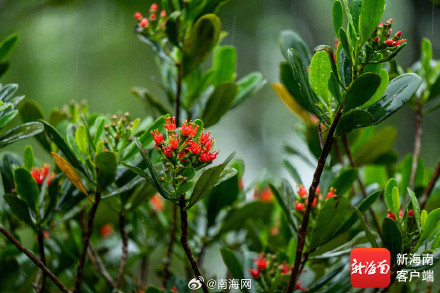 红似火！东寨港珍稀濒危植物红榄李花开正盛