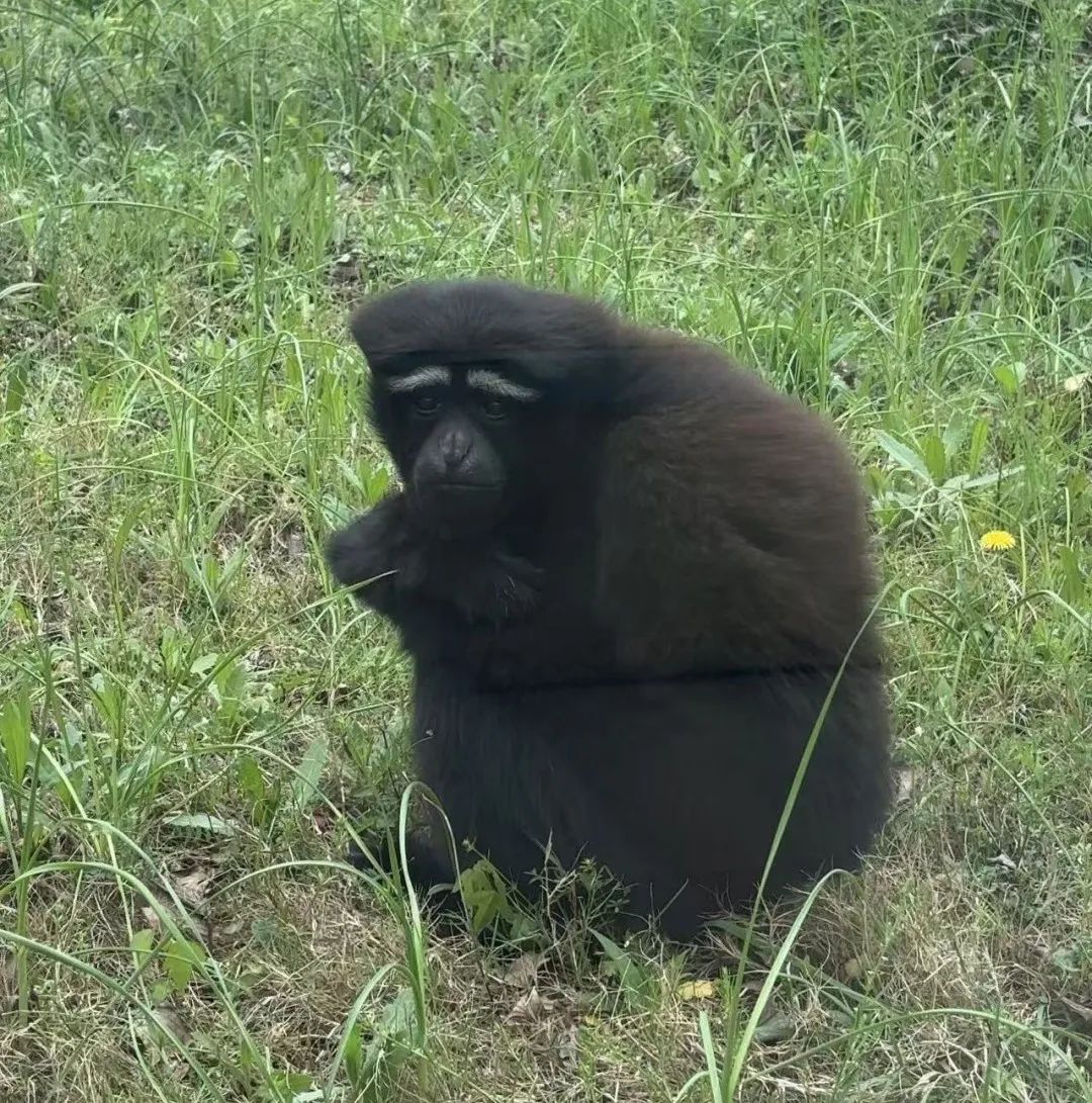 合肥野生动物园，又火了一个“哦豁猴”!