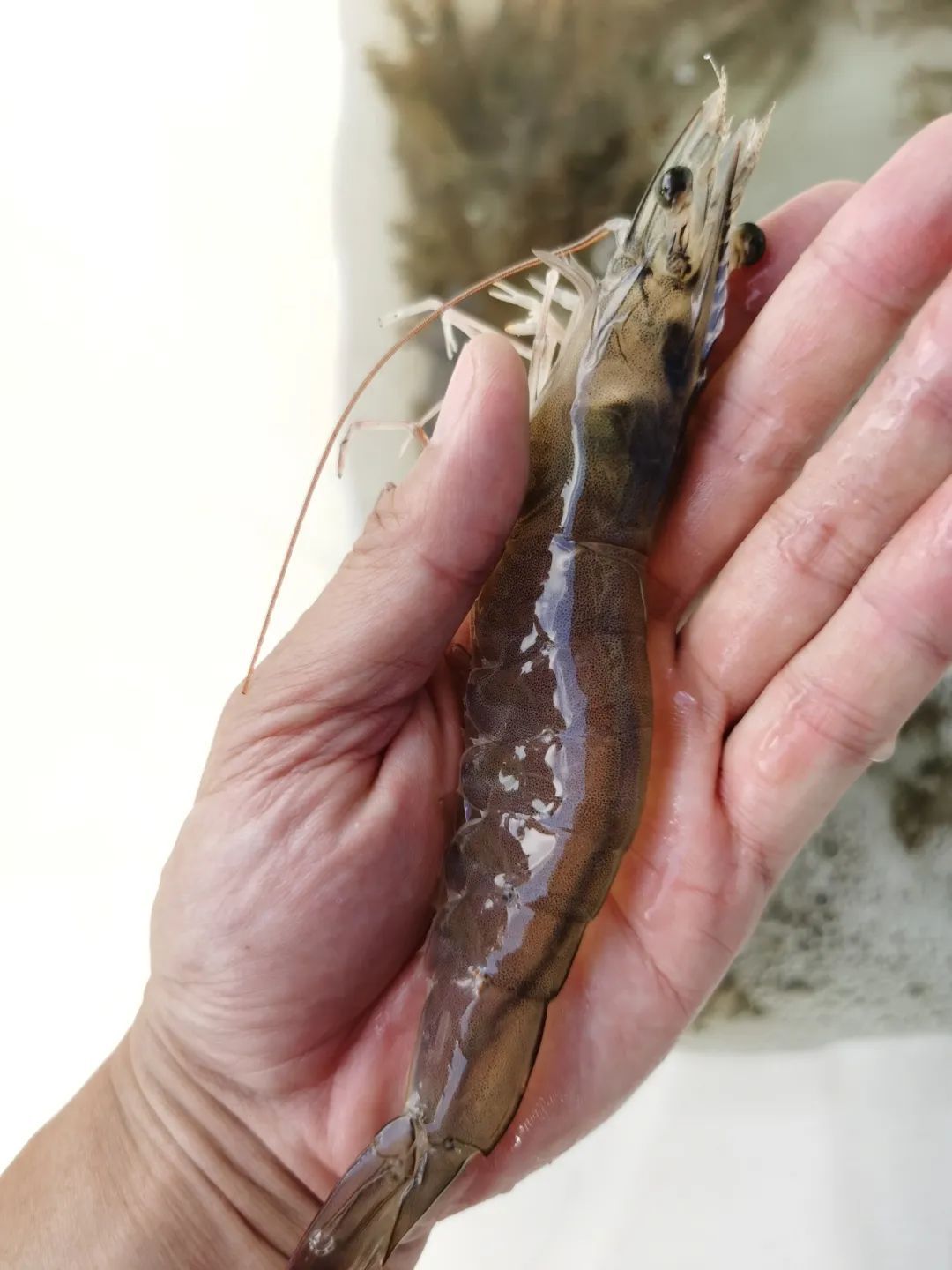 云南产南美白对虾5月底将上市一批 昆明也有