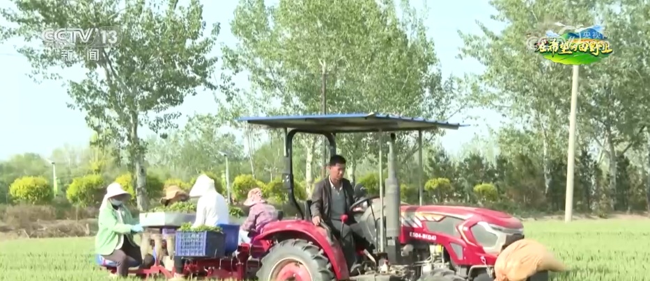 “良种+良机+良法”助力增产增收 希望的田野上绘就如画“丰”景