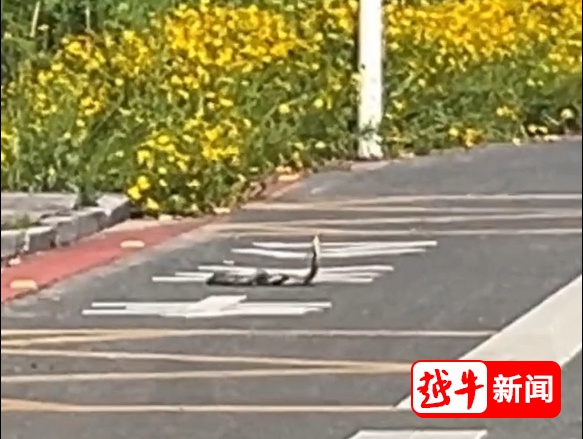 绍兴一景区附近惊现眼镜蛇