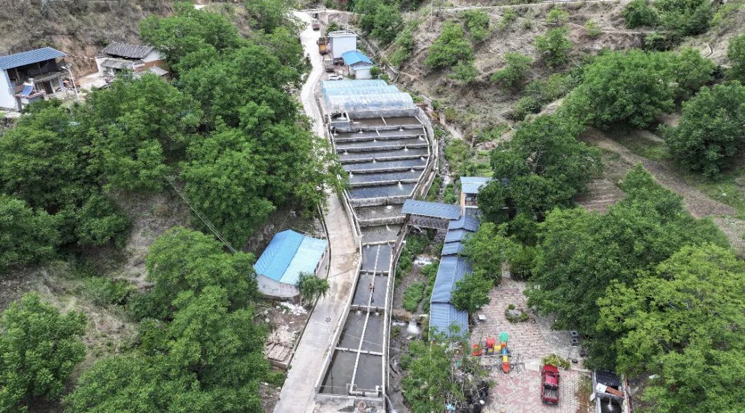 云南产南美白对虾5月底将上市一批 昆明也有