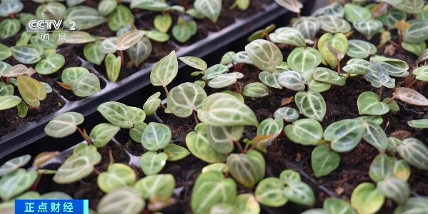 暴增超40000%！“情绪消费”花样翻新，引爆流量