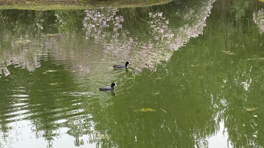 瞧这“两口子” 相伴你我 !体育公园里“白骨顶鸡一家”又飞回来了 瞧这“两口子” 相伴你我 !体育公园里“白骨顶鸡一家”又飞回来了