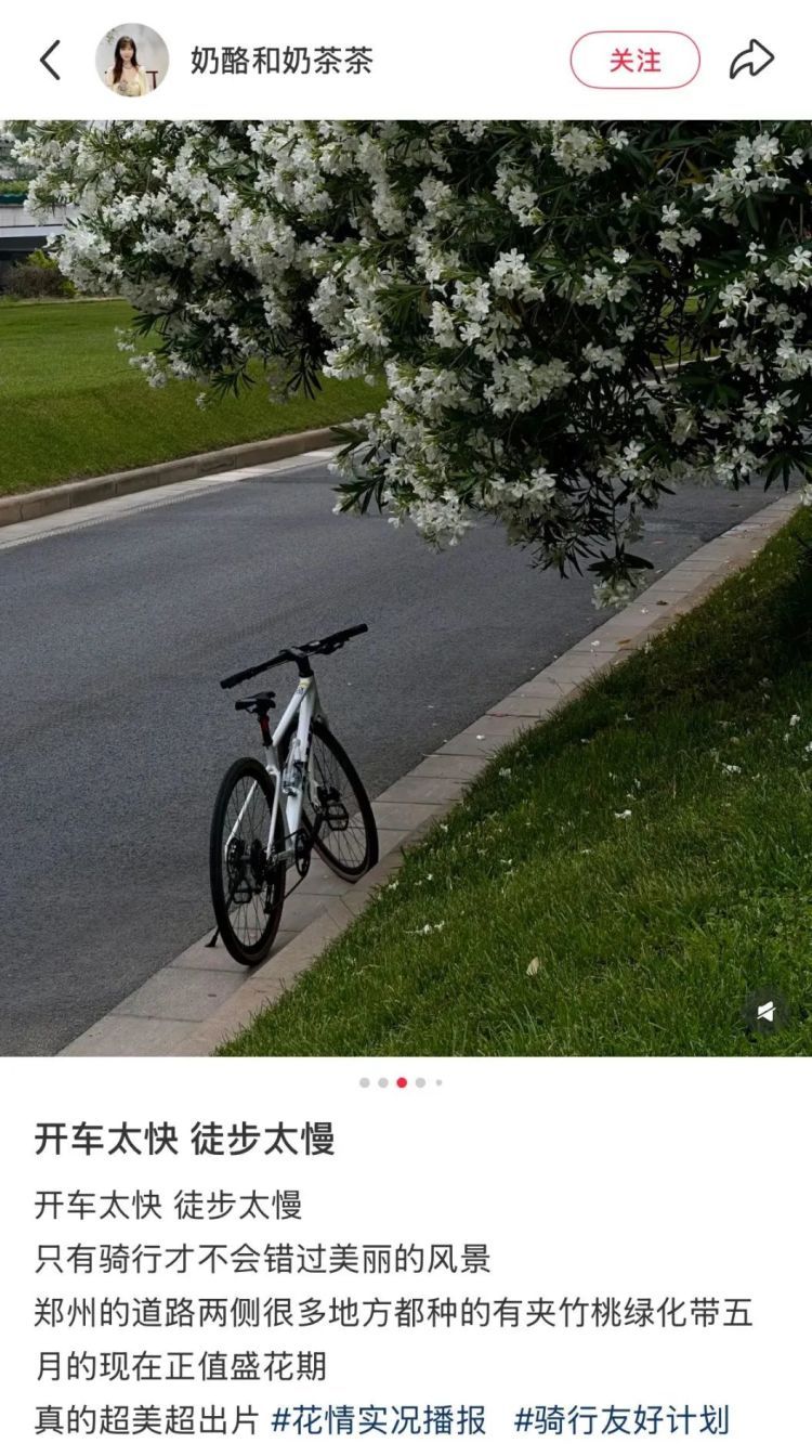 街头夹竹桃开得正美！千万别碰，有毒