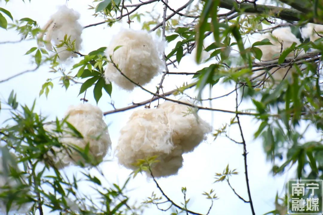 南宁“夏日飞雪”?医生提醒→ 南宁“夏日飞雪”?医生提醒→