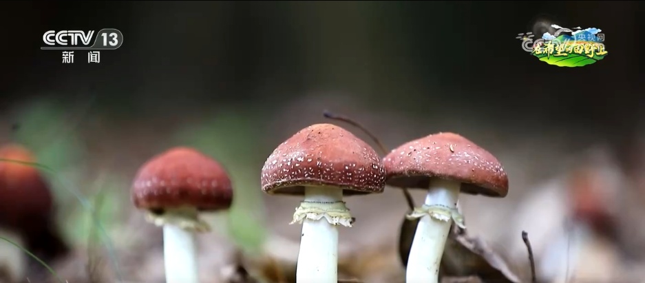 “致富林”“黄金果”“生力菌” ……特色产业赋能乡村振兴 鼓足村民“钱袋子”