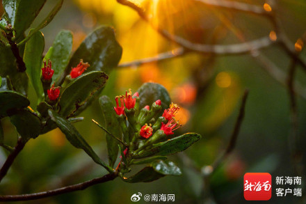 红似火！东寨港珍稀濒危植物红榄李花开正盛