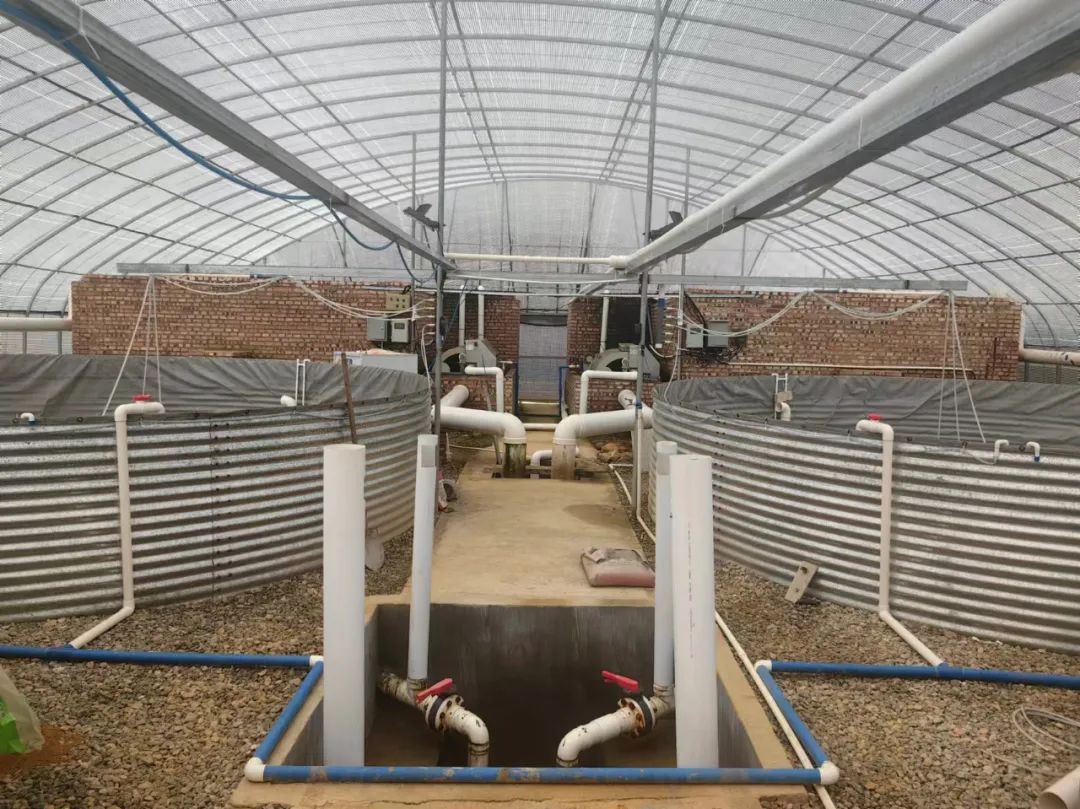 云南产南美白对虾5月底将上市一批 昆明也有