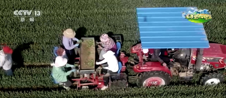 “良种+良机+良法”助力增产增收 希望的田野上绘就如画“丰”景