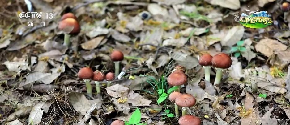 “致富林”“黄金果”“生力菌” ……特色产业赋能乡村振兴 鼓足村民“钱袋子”