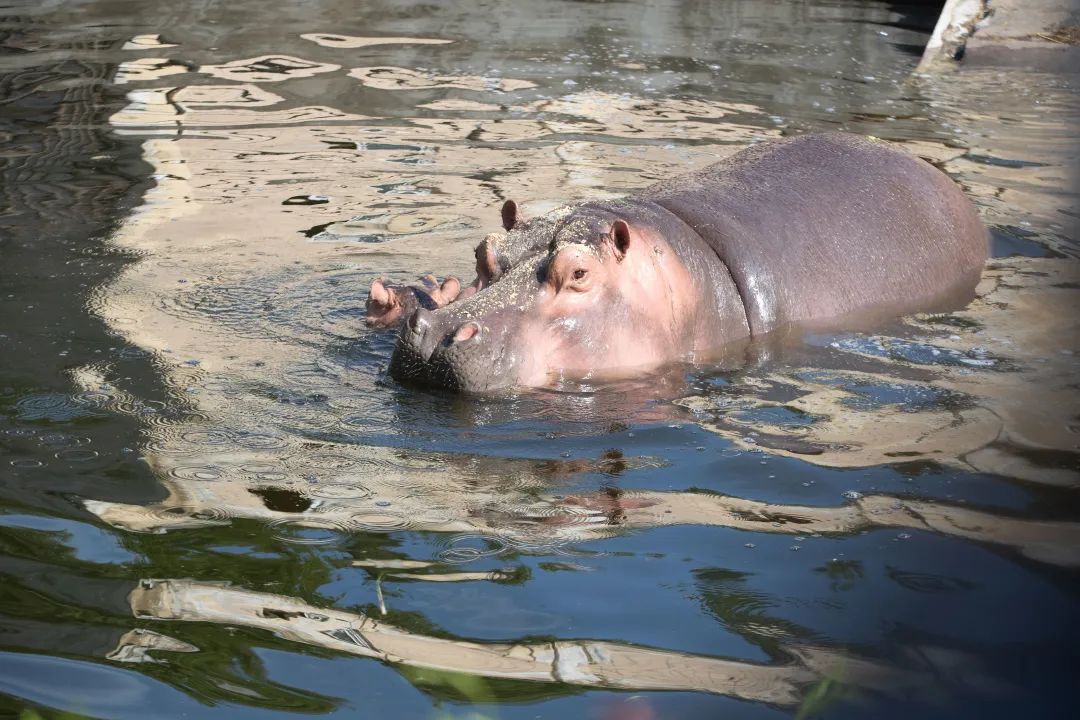 合肥野生动物园，又火了一个“哦豁猴”!