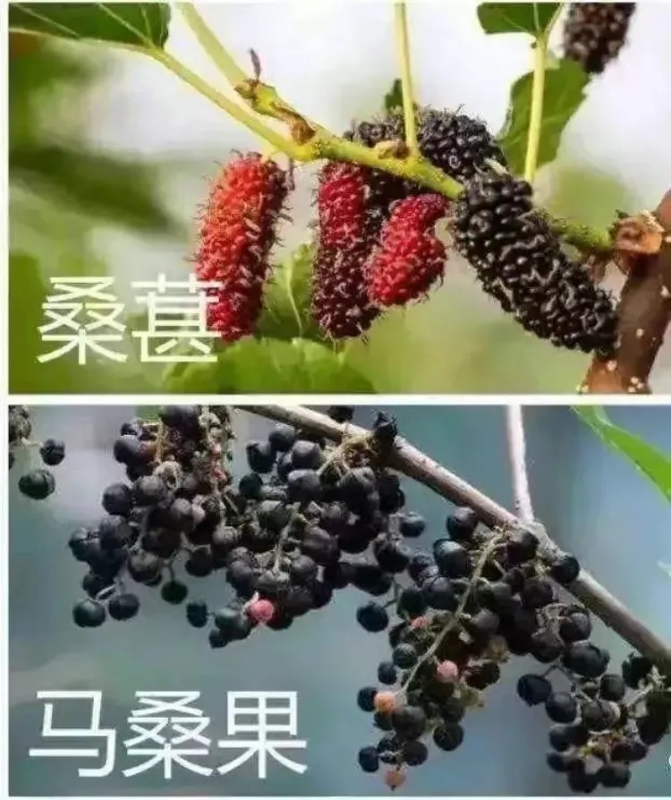 野外的桑葚吃不得！他腹泻、高烧、被送抢救室......