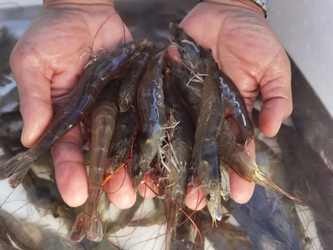 云南产南美白对虾5月底将上市一批 昆明也有