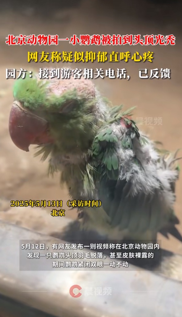 北京动物园一小鹦鹉被拍到头顶光秃，皮肤裸露疑似抑郁