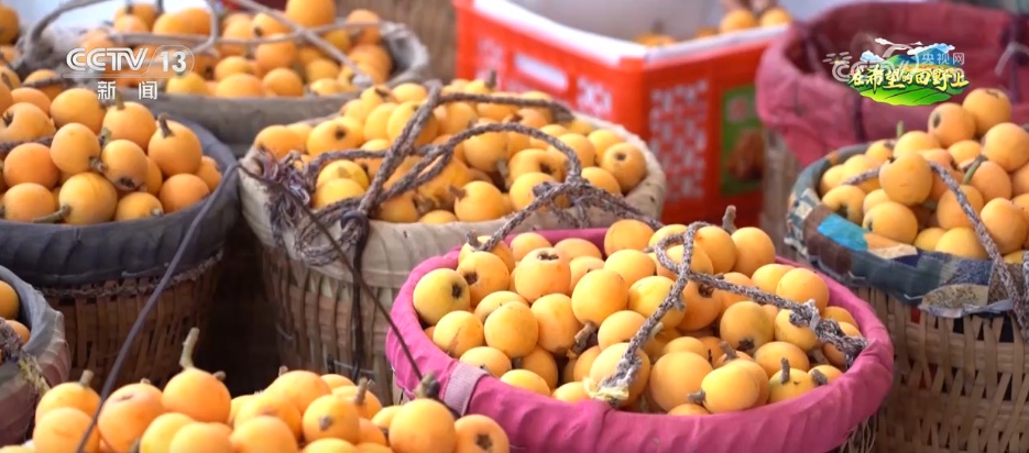 “致富林”“黄金果”“生力菌” ……特色产业赋能乡村振兴 鼓足村民“钱袋子”